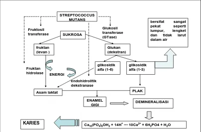 Gambar 5. Metabolisme sukrosa ekstraselular oleh   Streptococcus mutans, membentuk glukan     ikatan glikosidik (1-3) dan asam laktat yang dapat menyebabkan karies gigi.9 