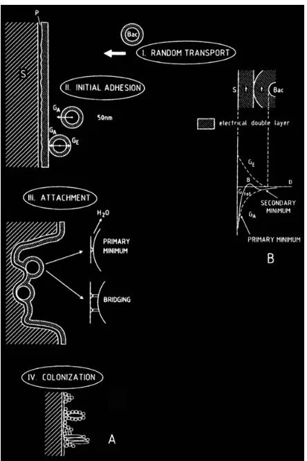 Gambar 6. Fase Perlekatan Bakteri (I) Perjalanan awal bakteri , (II) Adhesi awal  , (III) attachment ,  (IV) Kolonisasi10 