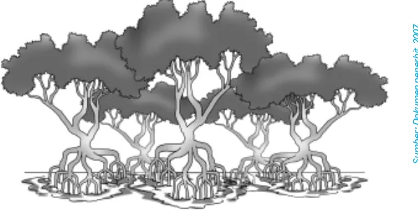 Gambar 3.4 Hutan mangrove