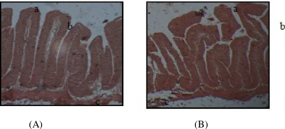 Gambar 3. Fotomikrografi uterus puyuh pada kelompok yang diberikan pencahayaaan hijau 15 (A) dan 25 lux (B)