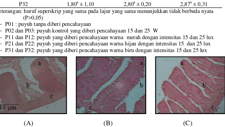 Gambar 2. Fotomikrografi uterus puyuh pada kelompok yang diberikan pencahayaaan merah 15 (A) dan 25 lux (B)