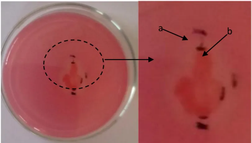 Gambar 3.  Analisis  kualitatif  isolat  bakteri  isolat  10.4  pada  media  CMC  1%   menggunakan metode Congo Red setelah inkubasi 24 jam: a) zona bening, b)  koloni bakteri
