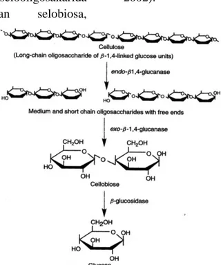 Gambar 6. Kurva aktivitas enzim isolat 10.1 mulai hari ke 0 – ke 11.  