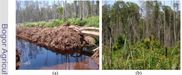 Gambar 26.  (a)  Kondisi drainase di hutan desa Simpang        (b)  Kondisi hutan gambut di desa Simpang