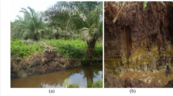 Gambar 19.  (a) Kondisi kebun kelapa sawit desa Suak Puntong dekat drainase.           (b) Profil Gambut di kebun kelapa sawit desa Suak Puntong 