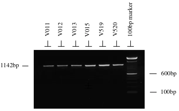 Figure 4.5. Photograph of an ethidium bromide stained agarose gel showing the specificity of the PCR products (453 bp) of mitochondrial ND-5 between positions 12058 and 12510, amplified using primers ND-L and ND-R