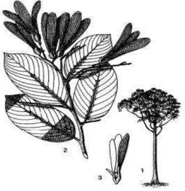 Gambar 2  Ciri morfologi pohon Shorea leprosula Miq. (1) Bentuk pohon; (2)  Daun dan buah ; (3)  Buah ( Soerianegara & Lemmens 1993)  