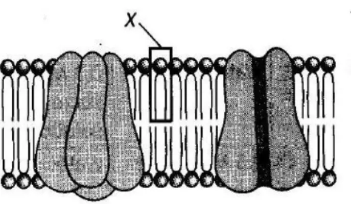 Diagram 1  Rajah  1  A  cholesterol   kolesterol  C  phospholipid fosfolipid  B  pore protein  protein liang  D  carrier protein  protein pembawa     2  R  P 