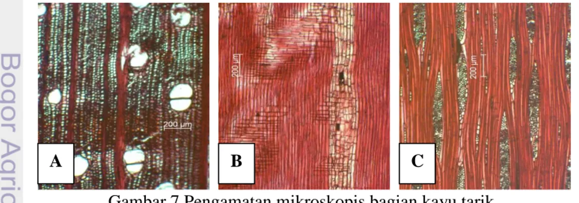 Gambar 7 Pengamatan mikroskopis bagian kayu tarik 