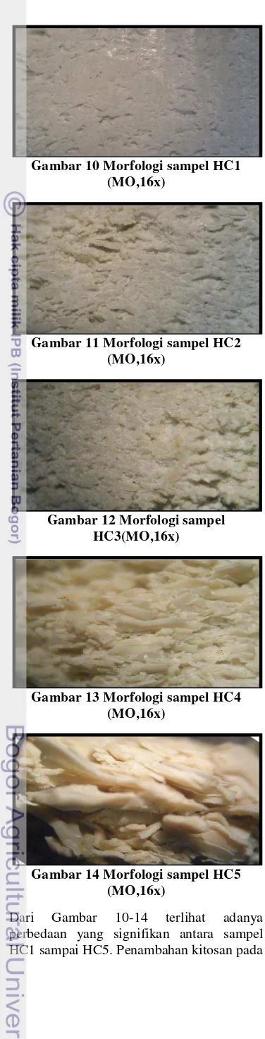 Gambar 10 Morfologi sampel HC1 