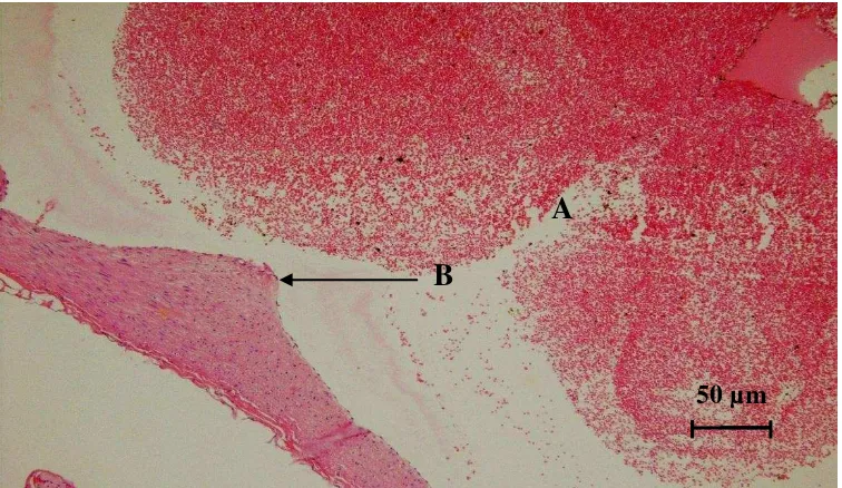 Gambar 1. Gambaran histopatologis aorta tikus putih yang diberi pakan normal (K) selama 90 hari