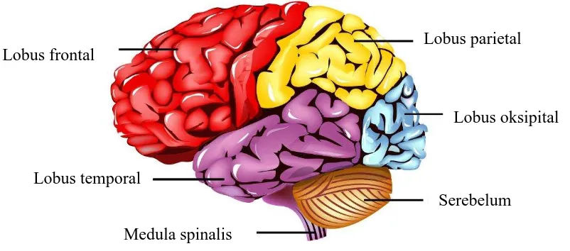 Gambar 1. Area fungsional korteks serebri manusia 