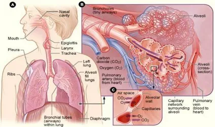 Gambar 1. Sistem respirasi ( NHLBI, 2010)  B.  Struktur Histologis Pulmo 