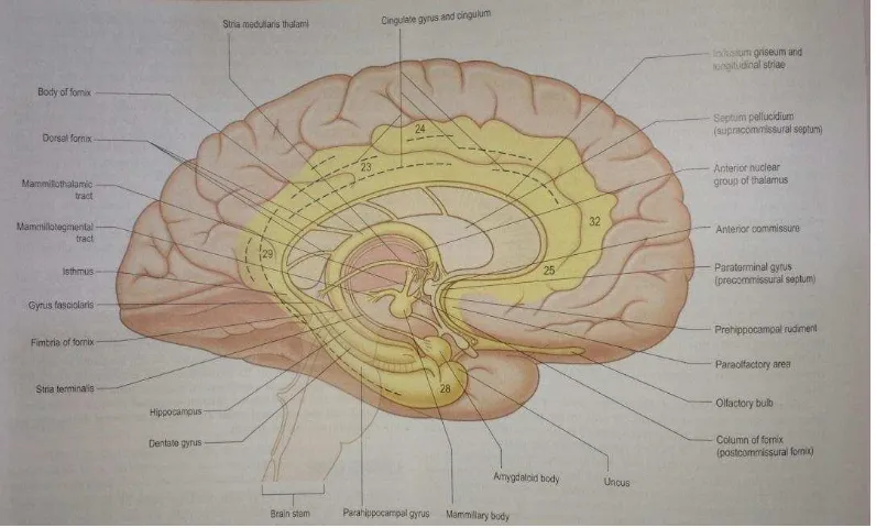 Gambar 1. Komponen sistem limbik (warna kuning). Aspek medial dari hemisfer 