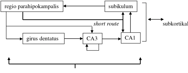 Gambar 4. Proyeksi regio hipokampalis ke hipokampus.47