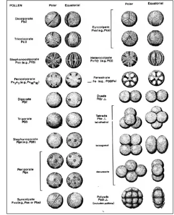 Gambar 2. Tipe morfologi polen (Traverse 2007) 