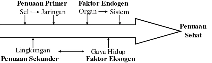 Gambar 2. Proses Penuaan Sehat Dengan Faktor Yang Mempengaruhi.Sumber : Pudjiastuti, S.S, 2003 