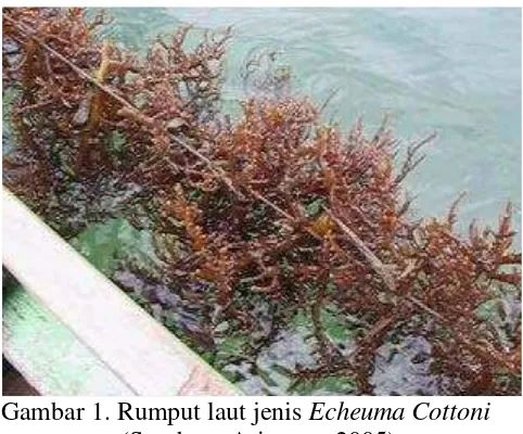 Gambar 1. Rumput laut jenis Echeuma Cottoni  