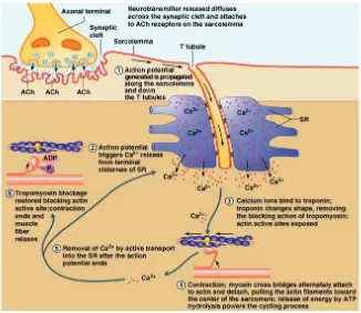 Gambar 7. Potensial aksi pada neuromuscular junction 