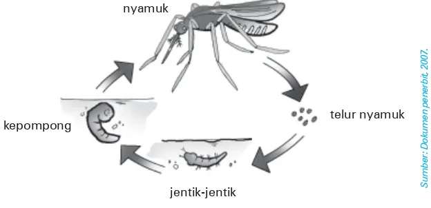 Gambar 5.4Metamorfosis nyamuk