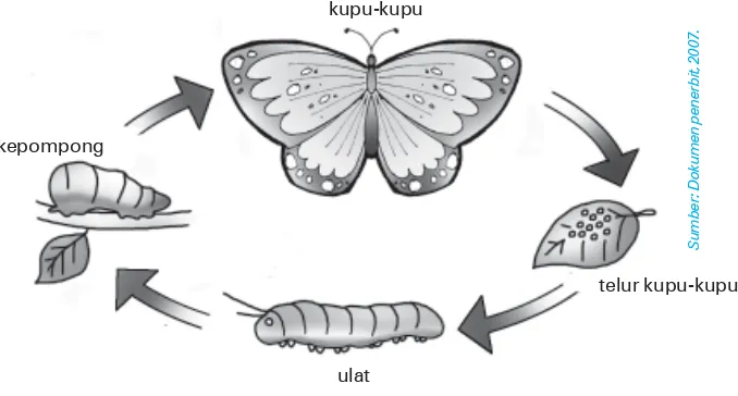 Gambar 5.5Daur hidup kupu-kupu