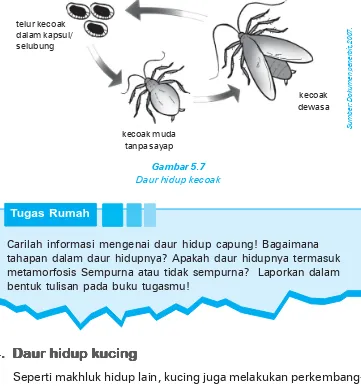 Gambar 5.7Daur hidup kecoak