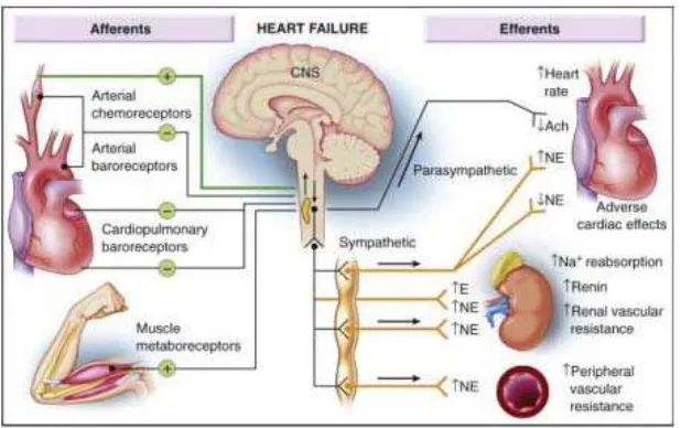 Gambar 2.1. Mekanisme kompensasi neurohormonal (Mann, 2012) 