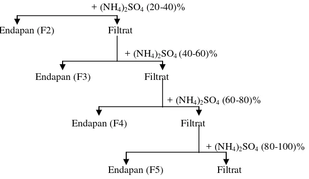 Gambar 7.  Skema Proses Fraksinasi Enzim dengan Penambahan Ammonium                         Sulfat 