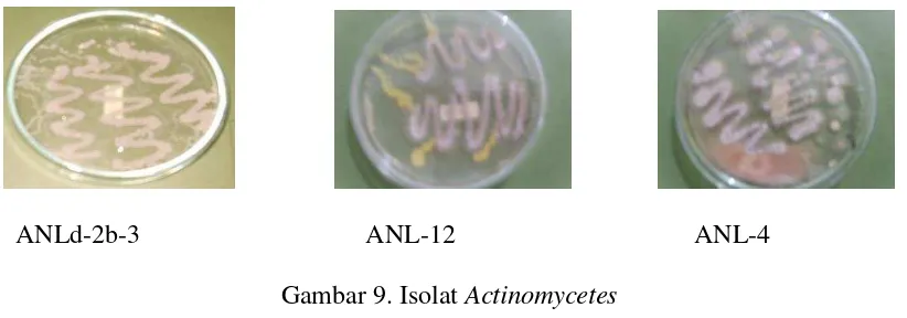 Gambar 9. Isolat Actinomycetes 