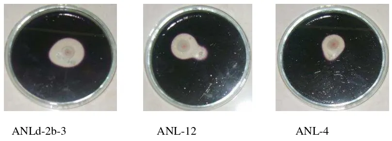 Gambar 10. Hasil Uji Amilolitik pada actinomycetes 