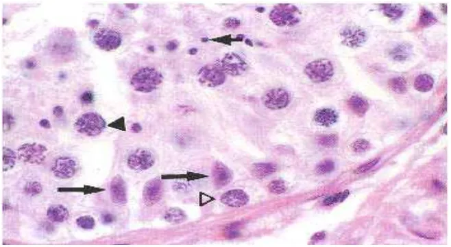Gambar 3: Letak sel Sertoli dalam tubulus seminiferus (panah panjang).  