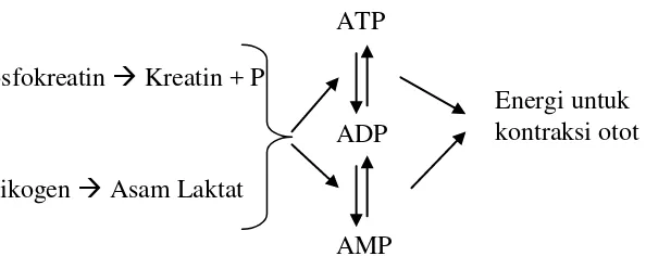 Gambar 3. Skema Pembentukan Energi Sistem Metabolisme 