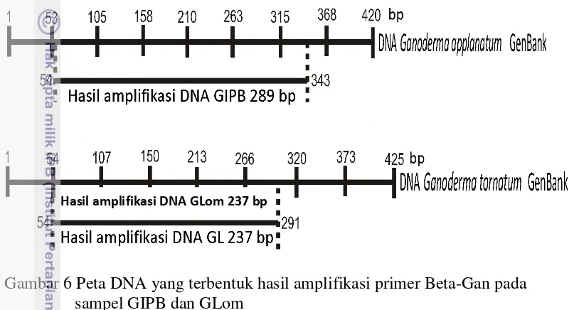 Gambar 6 Peta DNA yang terbentuk hasil amplifikasi primer Beta-Gan pada 