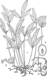Gambar 1  Morfologi kacang bogor : (1) tangkai daun, (2) bunga,           (3) tangkai polong, (4) polong 