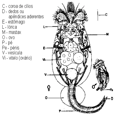Gambar 2.1. Bentuk Morfologi  Brachionus plicatilis A. Betina ; B. Jantan (Mujiman, 2002) 