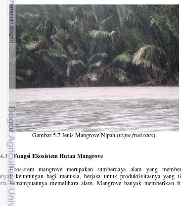 Gambar 5.7 Jenis Mangrove Nipah (nypa fruticans) 