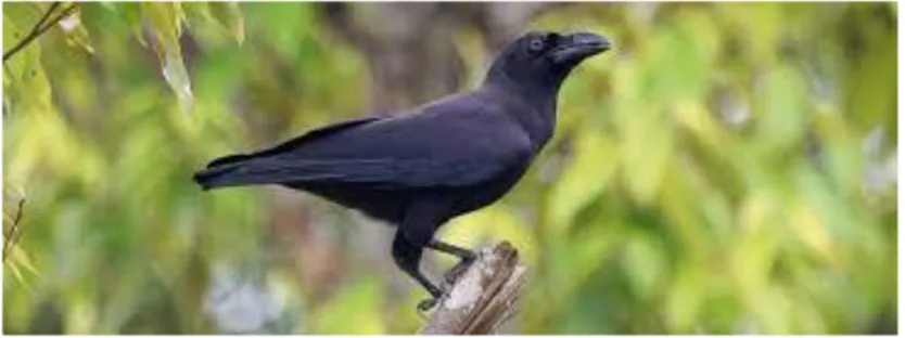 Gambar 3.11. Banggai Crow 