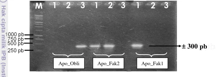 Gambar 7  Hasil elektroforesis amplifikasi DNA manggis dan kerabat dekatnya. 