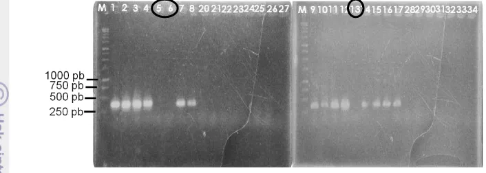 Gambar 13  Contoh hasil elektroforesis amplifikasi DNA manggis menggunakan 