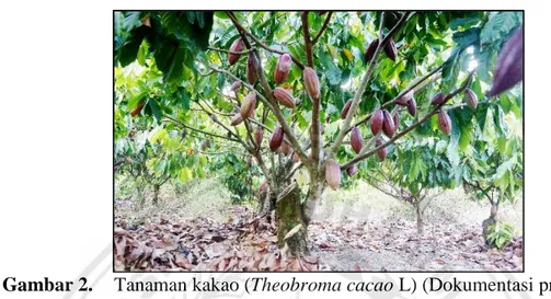 Gambar 2.  Tanaman kakao (Theobroma cacao L) (Dokumentasi pribadi)  Biji  kakao  mengandung  alkaloid  Theobromin  yang  merupakan  stimulan  ringan