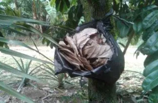 Gambar 6. Sarang Semut Buatan pada Tanaman Kakao 