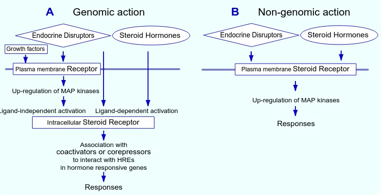 Fig. 1.  Mechanism of action of steroid hormones and endocrine disruptors.  hormones and endocrine disruptors diretly interact with intracellular steroid receptors