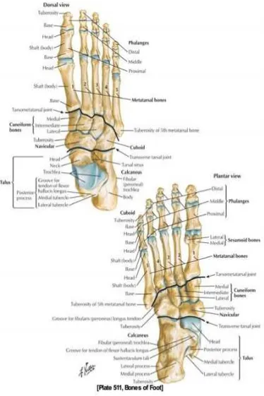 Gambar 1. Anatomi ossa tarsalia, metatarsal, dan phalanx pedis.9