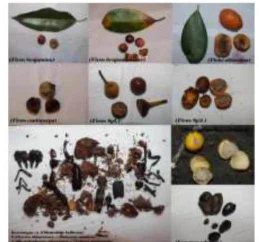 Gambar  7.  jenis  buah  dan  serangga  yang  