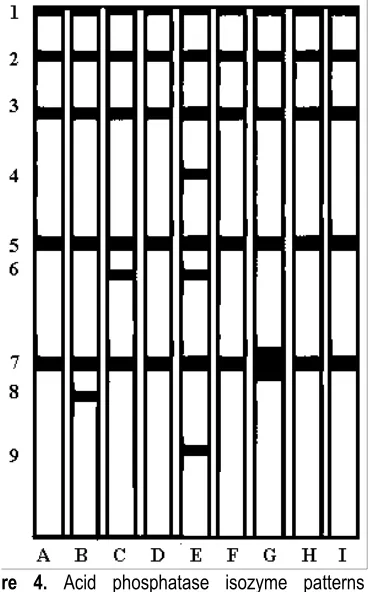 Figure 4. Acid phosphatase isozyme patterns of nanuspascuinusR. decurvusRanunculus species