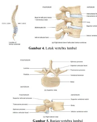 Gambar 5. Bagian vertebra lumbal 