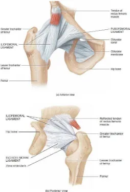 Gambar 1. Sendi panggul kanan (tampak dari depan dan belakang) 