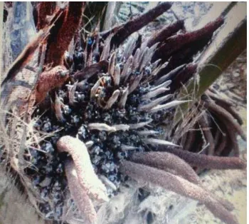 Gambar 3. Bunga hermaprodit kelapa sawit lewat mekar   Sumber : Prasetyo, 2012. 