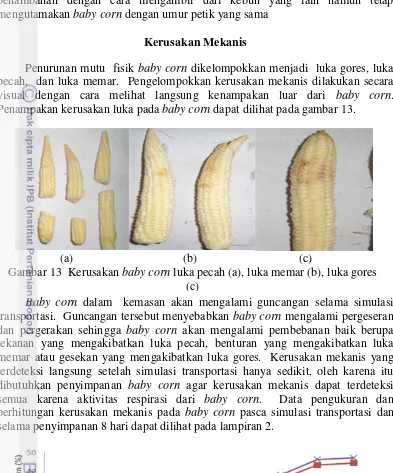Gambar 13  Kerusakan baby corn luka pecah (a), luka memar (b), luka gores 