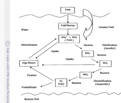 Gambar 1.  Siklus Nitrogen ( Durborow et al. 1997a) 